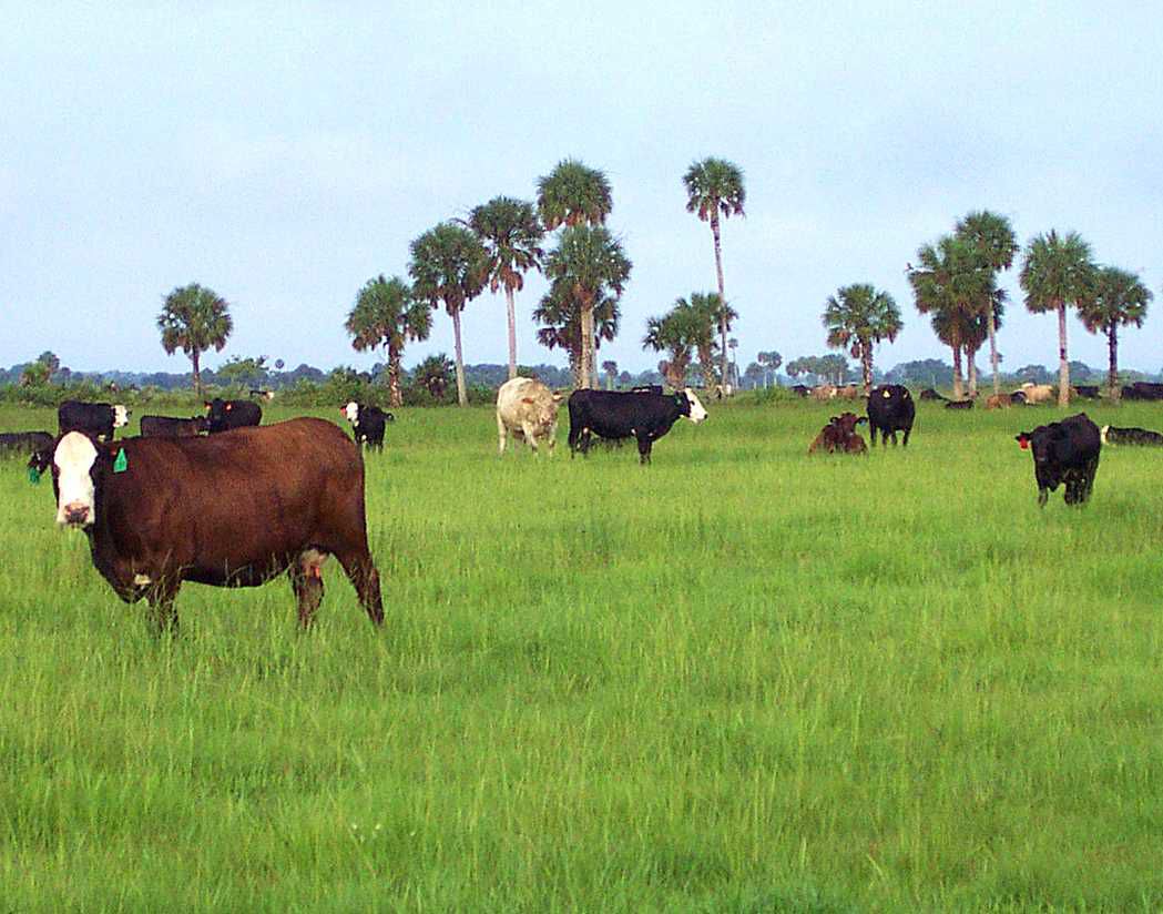 Archbold March 25 cows
